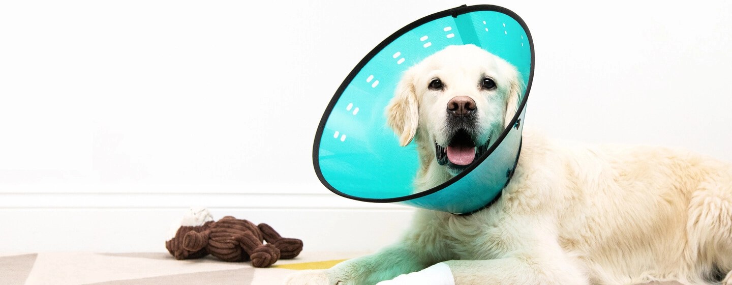 Wundheilung Hund Nach Op Captions Energy